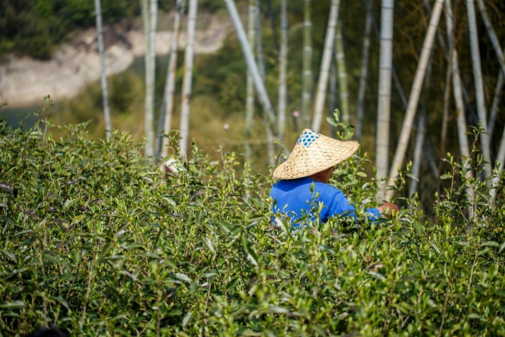 世上没有白走的路，也没有白喝的茶