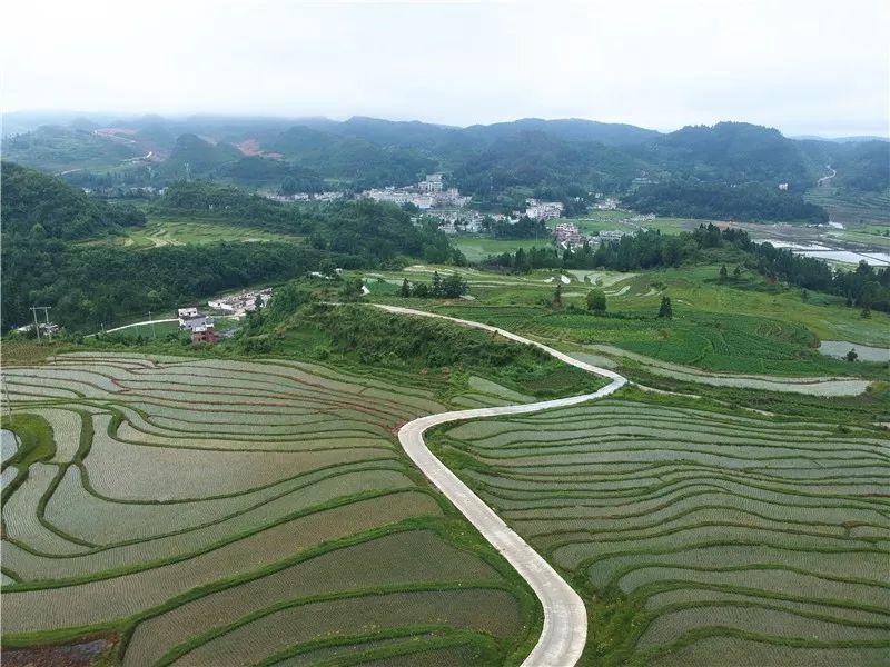 龙里:雨后梯田美如画 层层叠叠引人醉