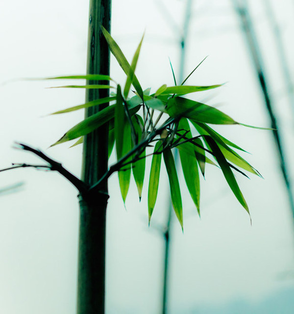 浮萍科别:浮萍科《九怀·尊嘉》章中,作者王褒哀叹自己就像失根浮萍一