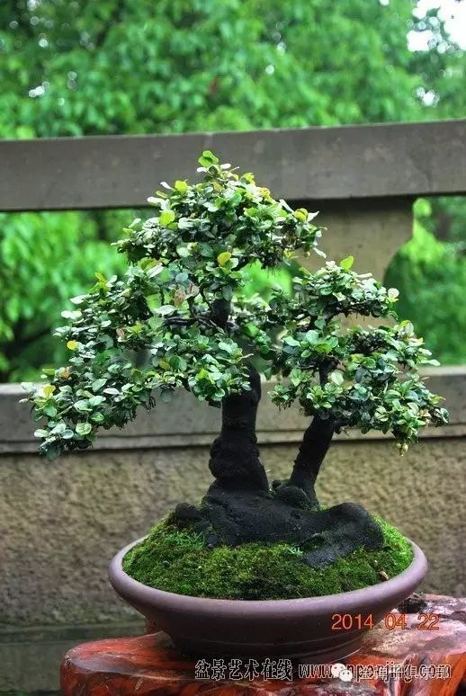 金弹子重庆风格