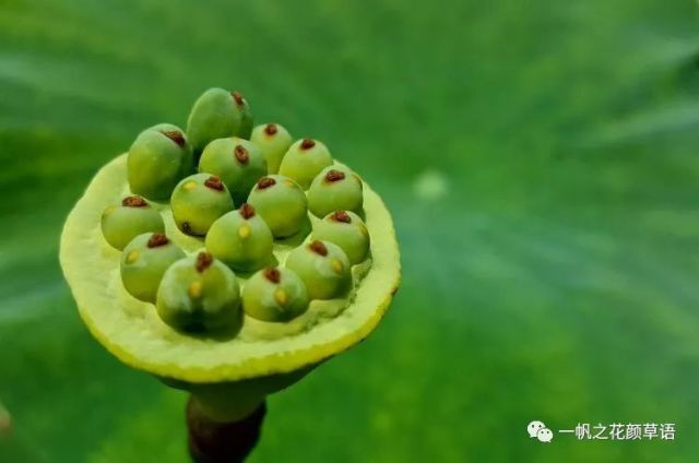 花托表面具多数散生蜂窝状孔洞,受精后逐渐膨大称为莲蓬,每一孔洞内生