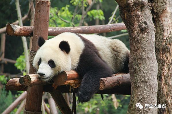 《摩登大自然》大熊猫