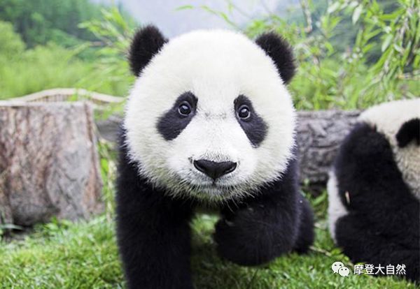 《摩登大自然》大熊猫