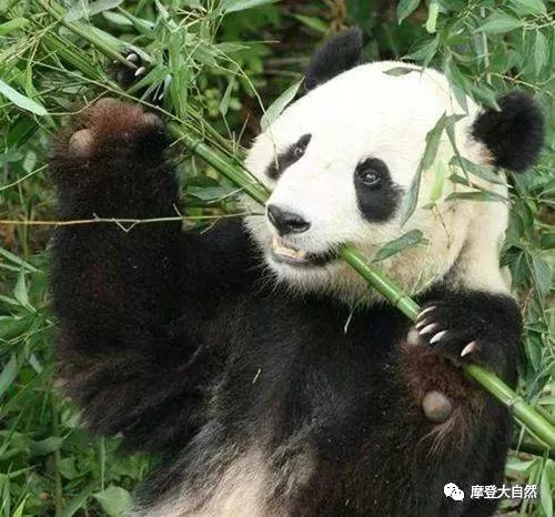 《摩登大自然》大熊猫