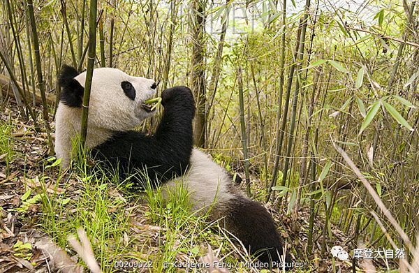 《摩登大自然》大熊猫