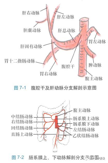 腹部主要血管的正常解剖和变异
