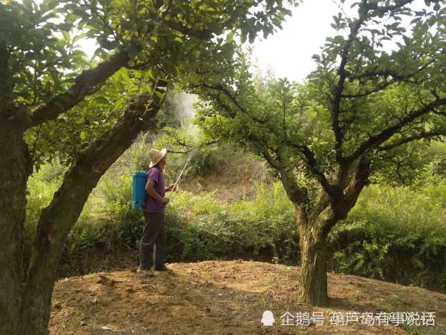 农村老家我的爸爸在给李子树打药,我也体验了一回