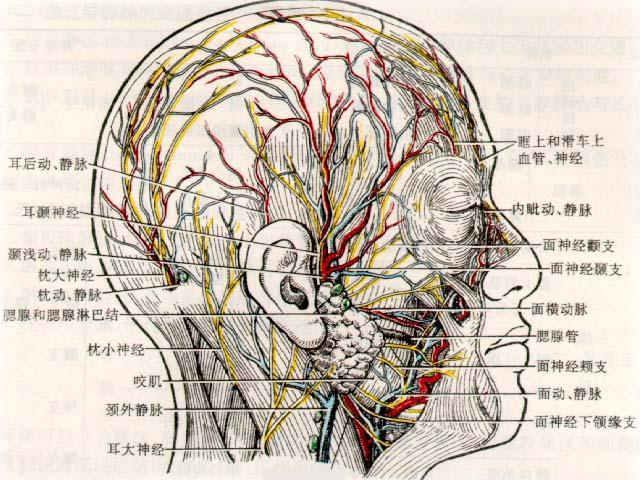 面部神经血管分布图