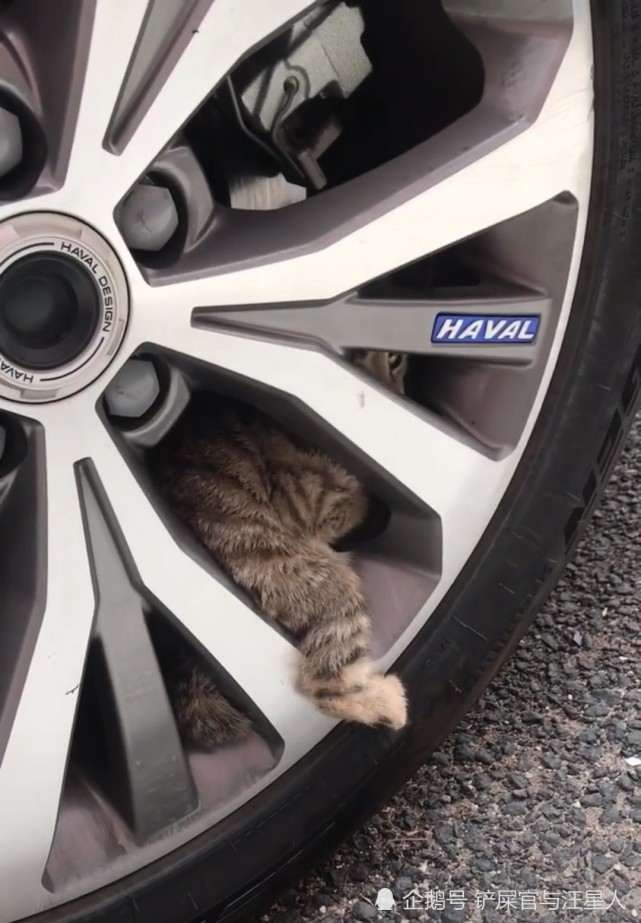 车主刚要开车,就看到藏在车轮里面的流浪猫,小猫表情
