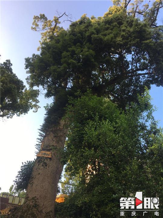 1500岁的金丝楠木 富商想用22套别墅换一棵楠木树