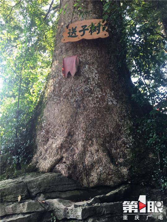 1500岁的金丝楠木 富商想用22套别墅换一棵楠木树