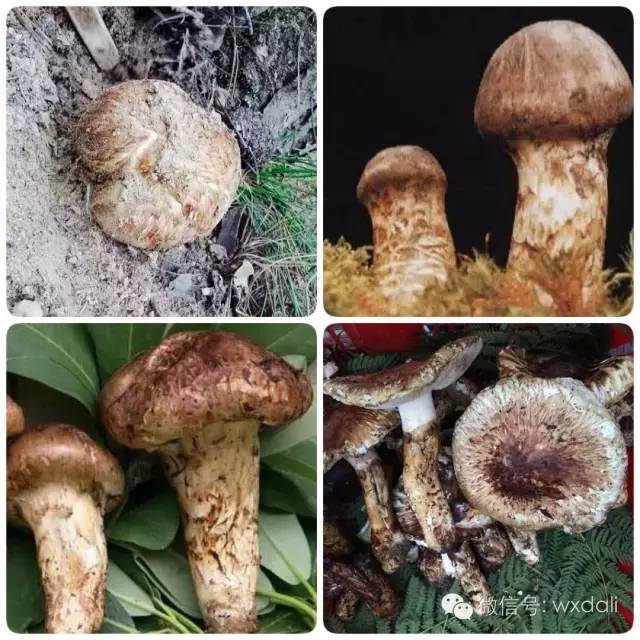 吃野生菌的季节到了!品种,吃法认识一波