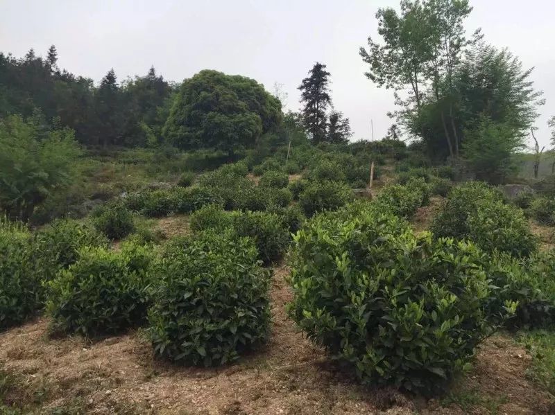 太平猴魁群体种(大叶柿种)茶树