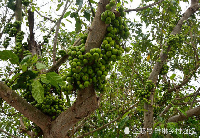 菩提树结满果实