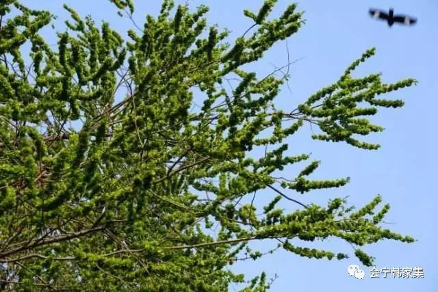 原来的那些老榆树也渐渐死掉了,光秃秃的山顶矗立着半截的榆树,仿佛一