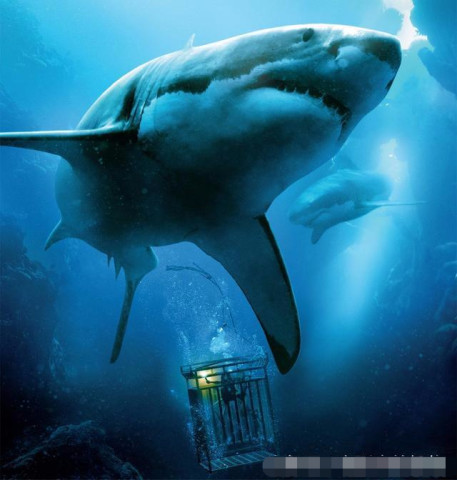 除了《巨齿鲨》,接下来我们还能看到哪些鲨鱼电影?