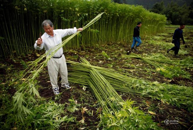 (来自:腾讯图片)大麻农场通常使用温室或室外种植