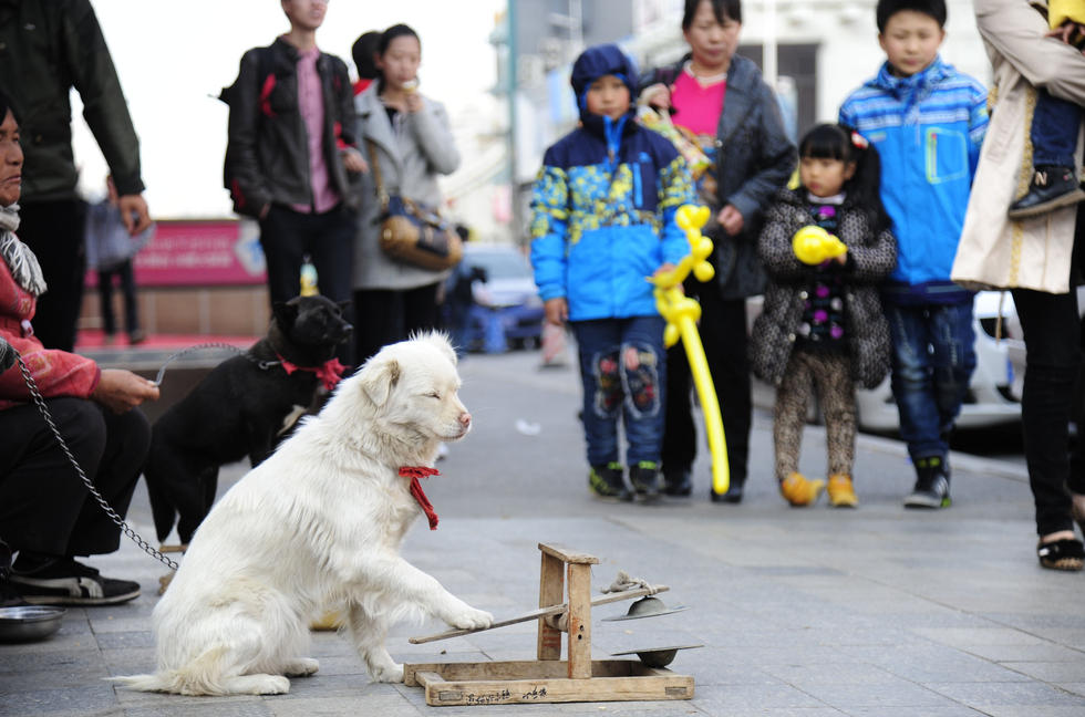 宠物狗半日可赚千元 网友:活的不如狗啊