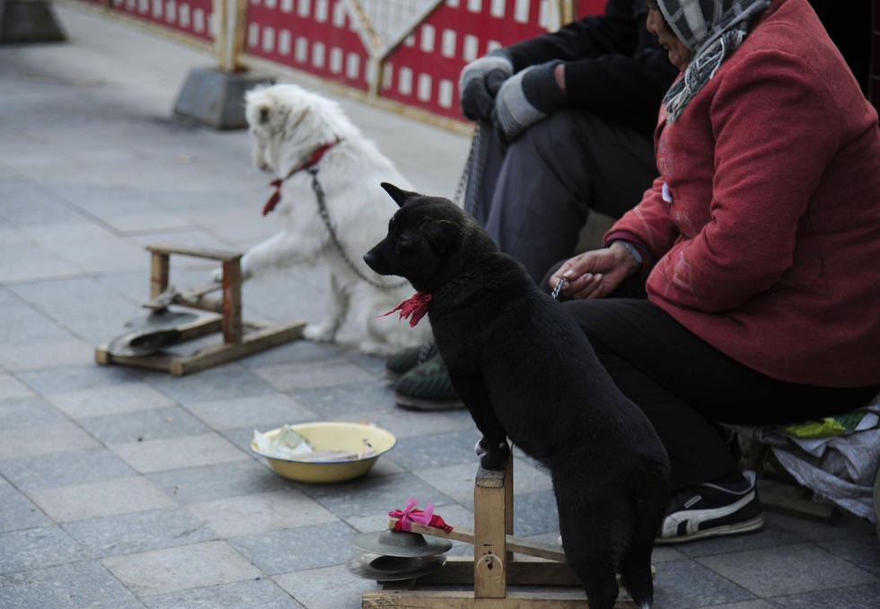 宠物狗半日可赚千元 网友:活的不如狗啊