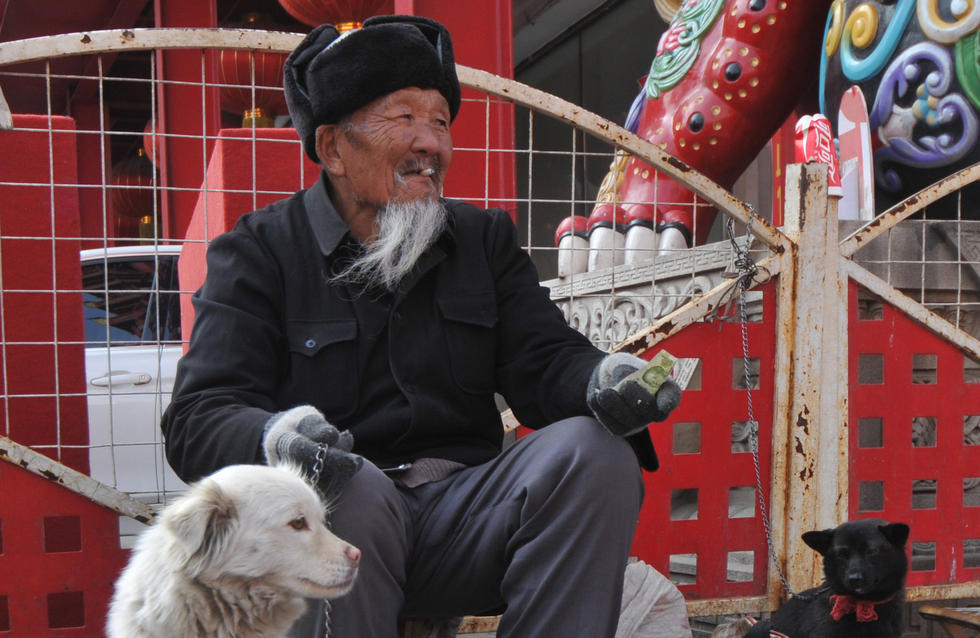 宠物狗半日可赚千元 网友:活的不如狗啊