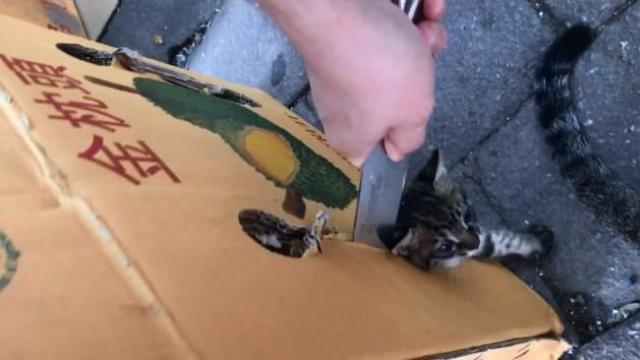 看着我用刀砍纸箱救小猫,猫妈居然很淡定的看,到底是不是亲生的