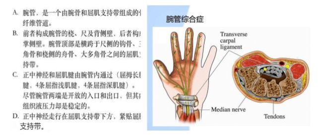 下三边间隙卡压:b.桡神经沟卡压:c.