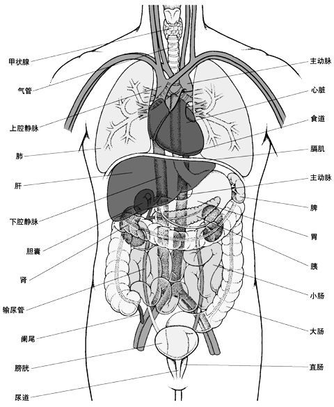 大全集人体内脏器官详细分布图及主要功效