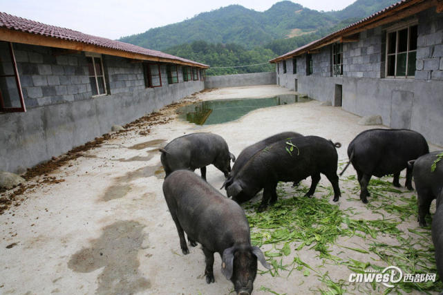 安康矿老板投400万回乡养猪 追忆童年味道
