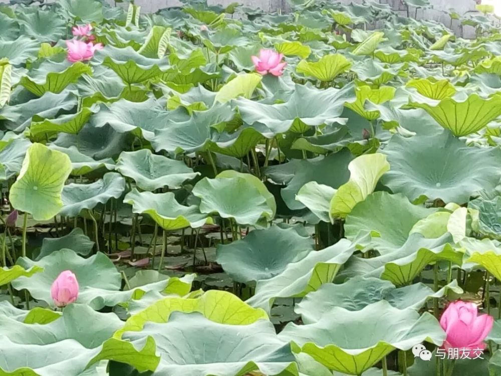 清水出芙蓉,天然去雕饰——荷花开的季节要读这些诗