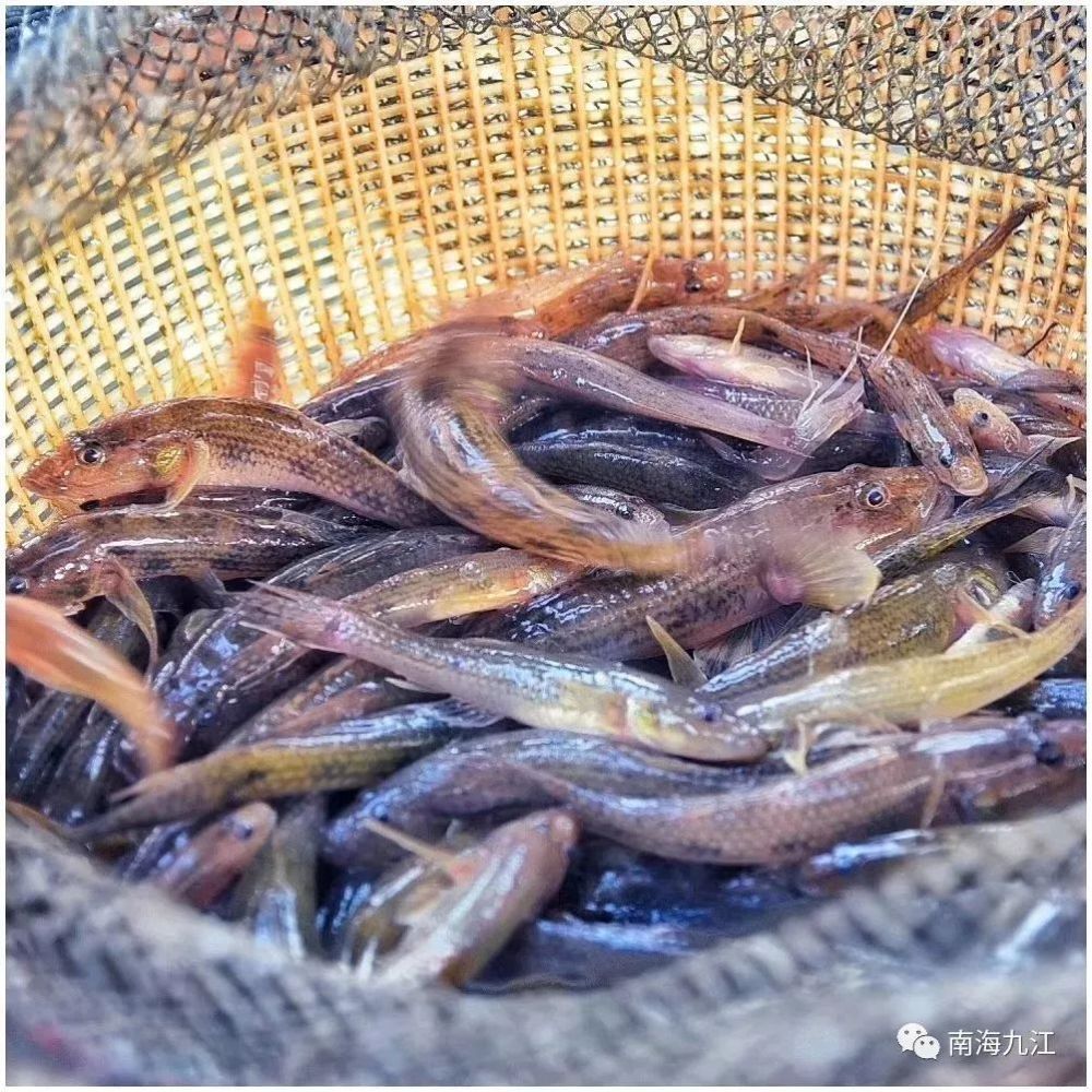 河虾,边鱼,黄沙蚬…一大波生猛河鲜在靠近!职工快去尝鲜!