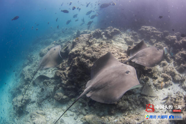 水下女摄影师潜入深海拍巨兽,在海底与巨鲸共