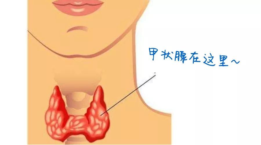 什么是甲状腺?