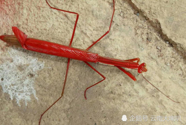 但在云南大理祥云县境内,有人却发现一种通体红色的螳螂——来自网络.