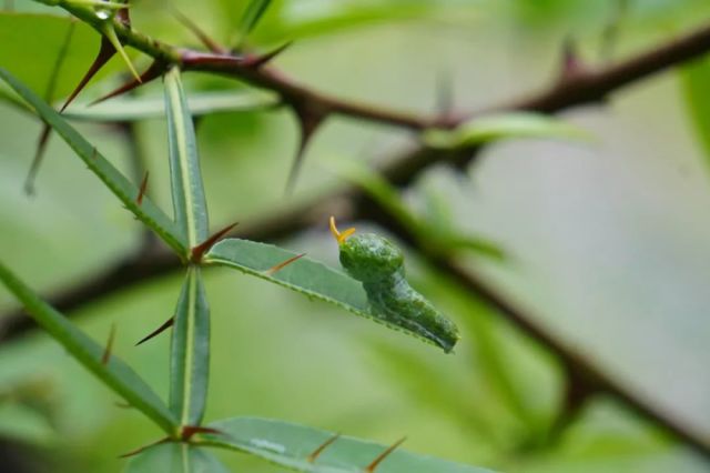 碧凤蝶四龄幼虫(植物:竹叶花椒)