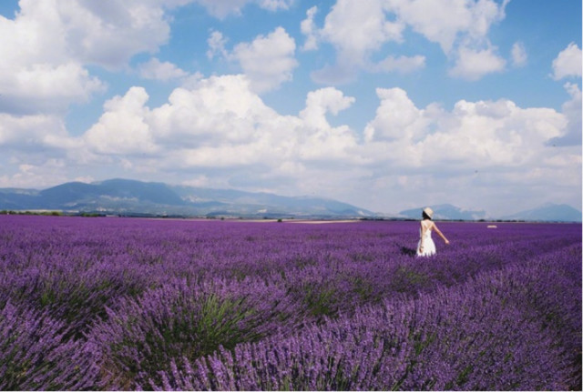陈赫前妻外出游玩 身着白衣置身于花丛中画面唯美养眼
