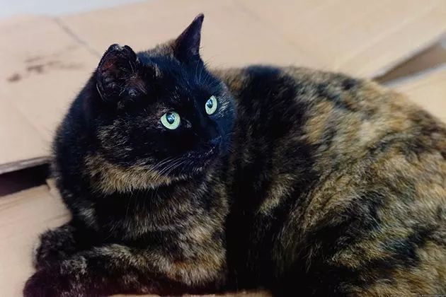 玳瑁猫