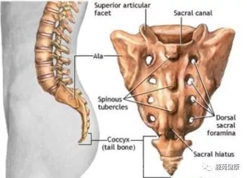 为什么会出现尾骨/尾椎痛