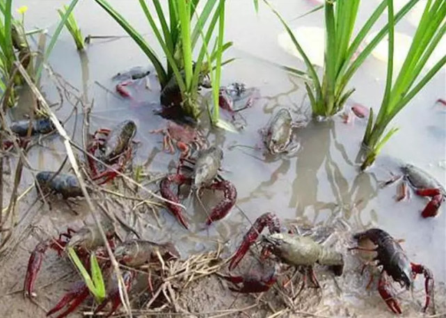 稻虾养殖喜获丰收 岳阳湘阴这个特色小镇火了