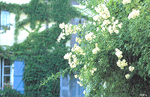 落雨听禅曲谱_落雨听禅的唯美图片