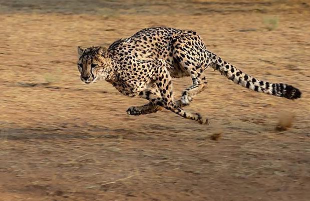 猎豹排名_猎豹简笔画