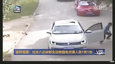 北京八达岭老虎伤人视频曝光