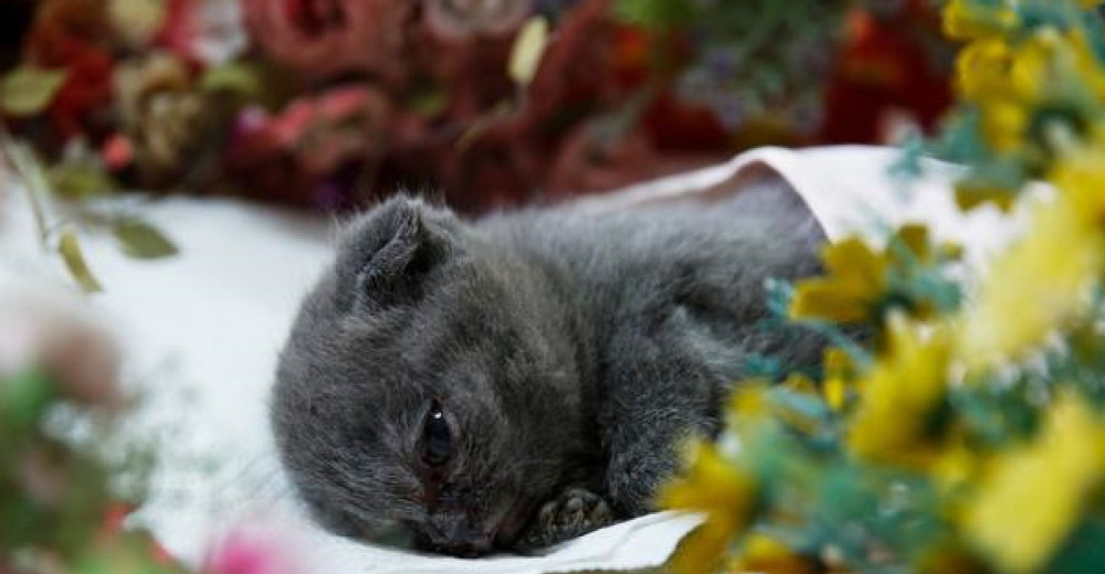 家养小猫不幸离世,主人伤心带去火葬场,下葬一