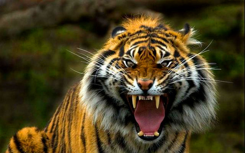为什么说老虎是"百兽之王"?而不是狮子呢?