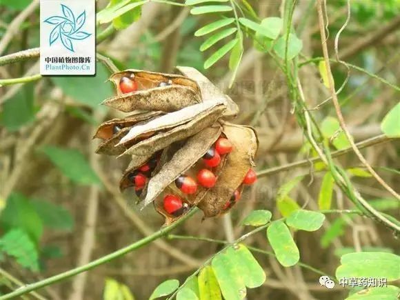 中药材:鸡骨草