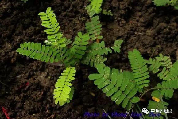 中药材:鸡骨草