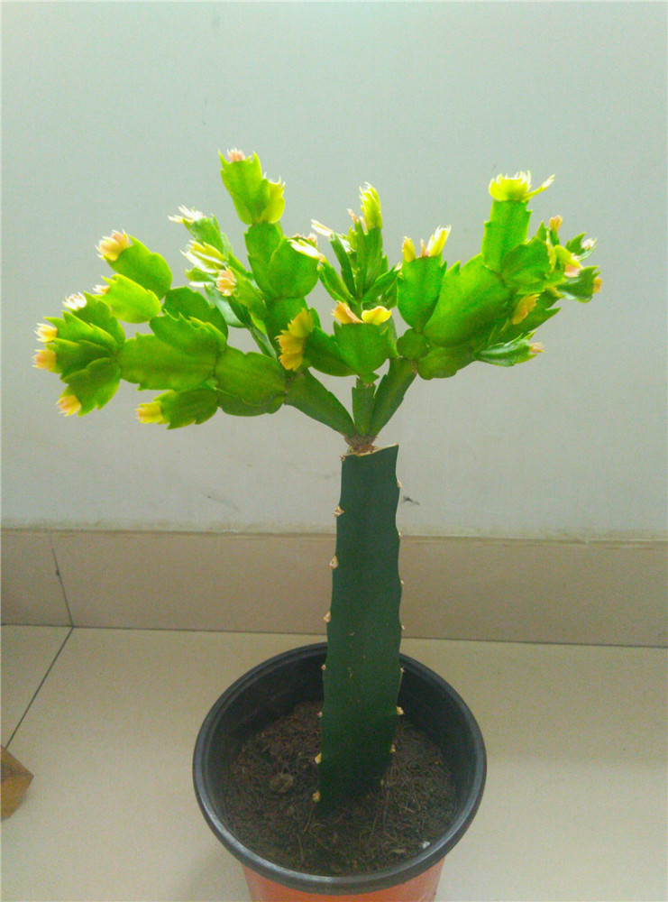 3招养护蟹爪兰，2招养砧木，1招促爆盆，别让它做“孤独患者”