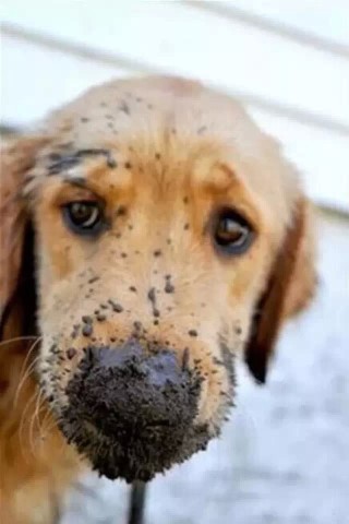 玩得开心吧?看你回去怎么挨揍