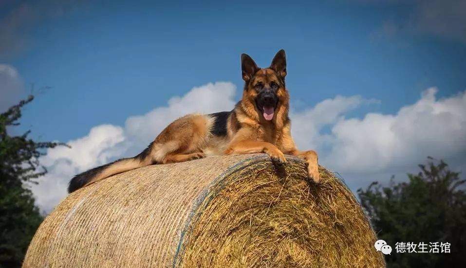 美到心醉的德国牧羊犬