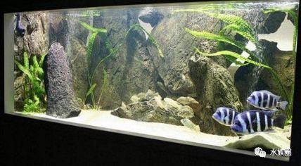 三湖鱼造景教程三湖造景缸