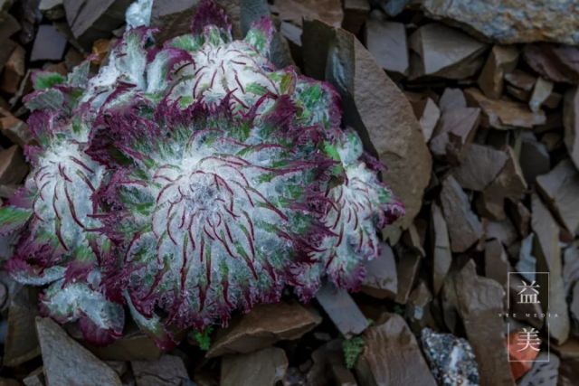 ������ѩ���ӣ��Ѿ�������ҳ���ϴ������ڵ�������������̧���ַŹ����ǰ�